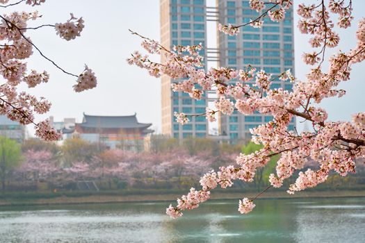 Blooming sakura cherry blossom branch with skyscraper building in background in spring, Seoul, South Korea