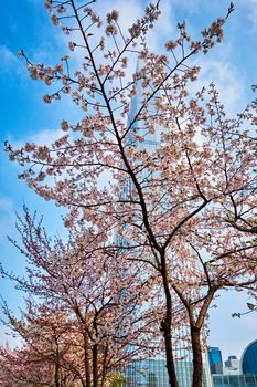 Blooming sakura cherry blossom branch with skyscraper building in background in spring, Seoul, South Korea