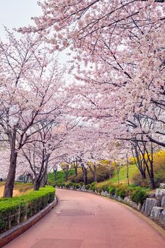 Blooming sakura cherry blossom alley in park in spring, Seokchon lake park, Seoul, South Korea