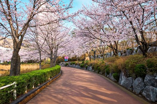 Blooming sakura cherry blossom alley in park in spring, Seokchon lake park, Seoul, South Korea