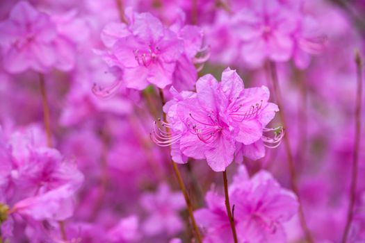 Rhododendron Mucronulatum Korean Rhododendron flower close up. Seoul, South Korea