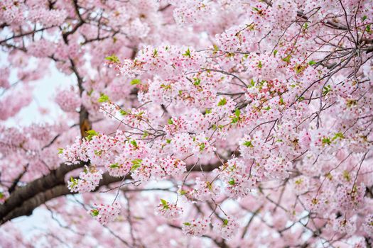 Blooming sakura cherry blossom background in spring, South Korea