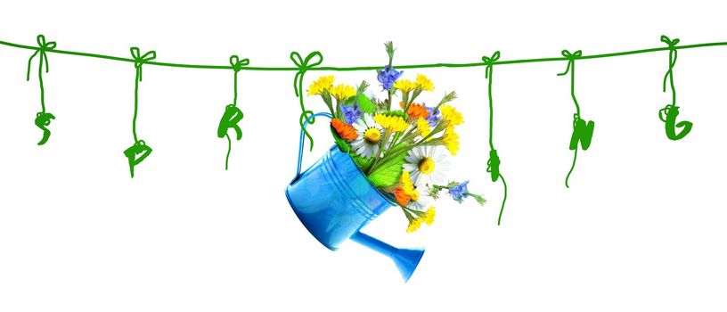 Spring flowers in watering can. Gardening tools and equipment.