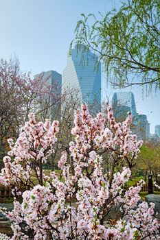 Blooming sakura blossoms flowers in Yeouido Park public park in Seoul, Korea