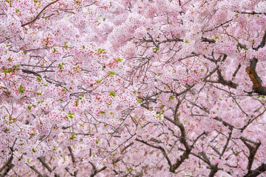 Blooming sakura cherry blossom background in spring, South Korea