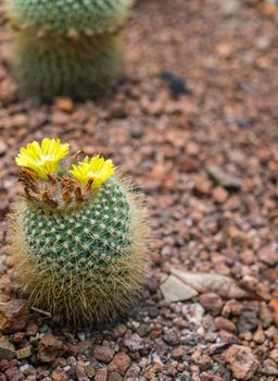 Cactus in the stone garden for decorate home and outdoor