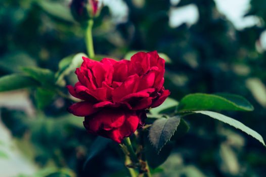 Red Rose on green leaves background. Side view. Nature background. Love valentine day holiday theme.