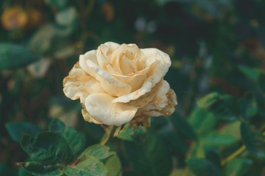 Yellow Rose on pale and soft pastel green leaves background. Side view. Love valentine day holiday Nature background.