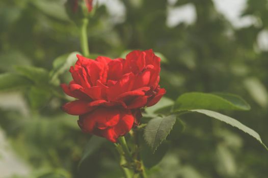 Red Rose on green leaves background. Side view. Nature background. Love valentine day holiday theme.