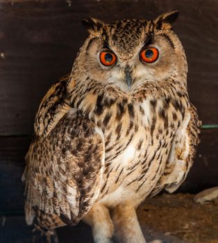 Funny owl portrait looking at camera. Wildlife bird outdoors.