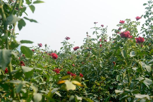 Beautiful red rose flower on green branch in the garden. Blooming fresh red rose flower in summer sunset sunlight against blue sky background.