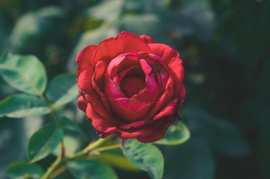 Red Rose on pastel deep green leaves background. Top down shot. Nature backgrounds. Love valentine day holiday theme.