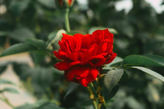 Red Rose on green leaves background. Side view. Nature background. Love valentine day holiday theme.