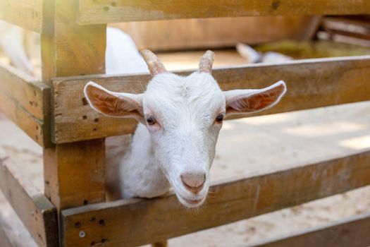 portrait of a curious white goat standing in a wooden corral on a farm. Close up. Copy space