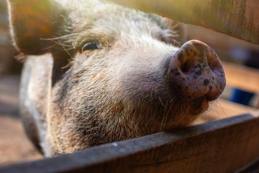 The snout of a curious black Vietnamese breed of pig standing in a wooden paddock on a farm. Close up. copy space