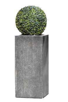 Small round bush in a pot isolated over white