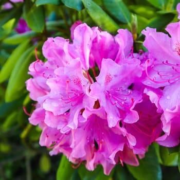 Blooming pink rhododendron flower in spring. Gardening concept. Flower background