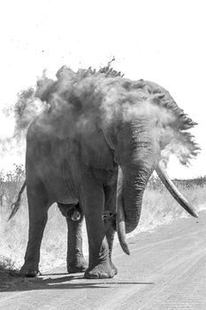 African bush elephant in Kruger National park, South Africa ; Specie Loxodonta africana family of Elephantidae