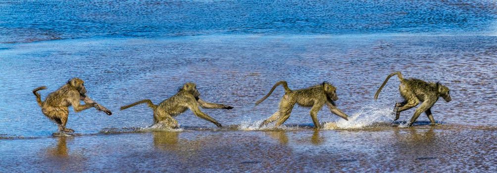 Chacma baboon in Kruger National park, South Africa ; Specie Papio ursinus family of Cercopithecidae