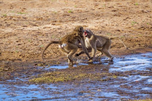 Chacma baboon in Kruger National park, South Africa ; Specie Papio ursinus family of Cercopithecidae
