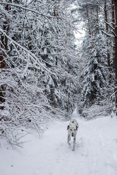 Dalmatian runs along the snow-white path in a beautiful winter forest