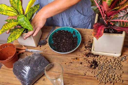 A woman transplants a houseplant, a flower in a ceramic pot. Hands and flower close-up.