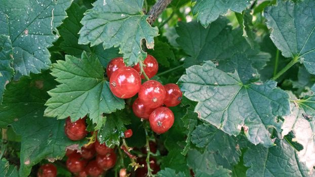 A bunch of red currants on a branch in the garden. In the green leaves of a currant bush.