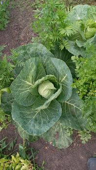 Ripe harvest on a Farm or Greenhouse. Cabbage head growing on the vegetable bed.