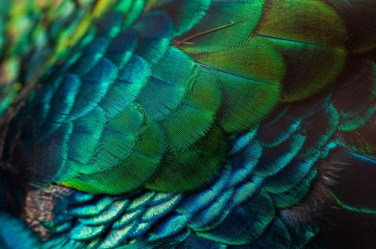 Close up of the  peacock feathers .Macro blue feather, Feather, Bird, Animal. Macro photograph.