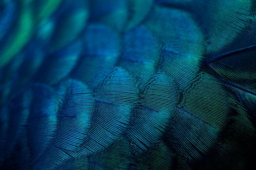 Close up of the  peacock feathers .Macro blue feather, Feather, Bird, Animal. Macro photograph.