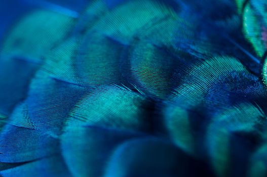 Close up of the  peacock feathers .Macro blue feather, Feather, Bird, Animal. Macro photograph.