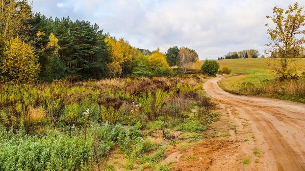 Autumn forest, field and road. Bright yellow leaves of trees. Natural background