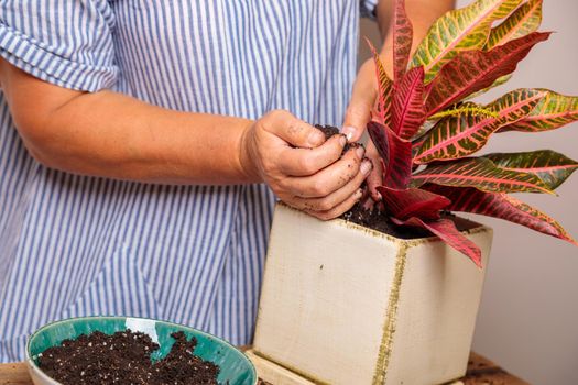 A woman puts soil into a new ceramic pot with a transplanted flower. Houseplant transplant concept.