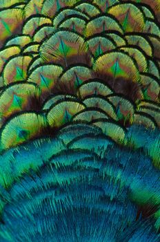 Close up of the  peacock feathers .Macro blue feather, Feather, Bird, Animal. Macro photograph.