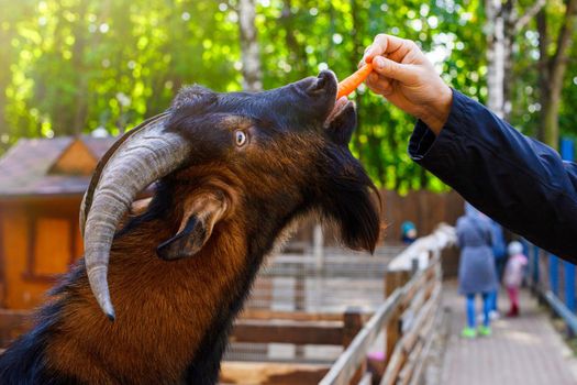 A mans hand is feeding a carrot to a brown goat standing in a wooden corral on a farm. Close up. copy space