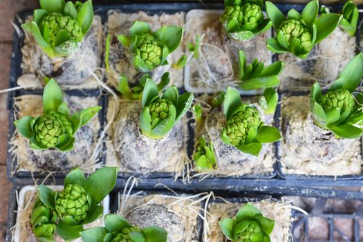 Many young green hyacinthes. Green hyacinth background.