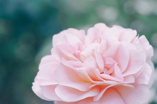 Pink color roses flowers background. Abstract defocused flower backdrop. Macro of unfocused blurred pink petals texture, soft dreamy image. Closeup