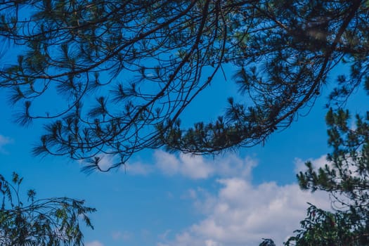 Landscape real beauty background. View inside nature frame, green pine crown tree branches. Summer spring warm sun shine light weather white cloud blue sky. Fresh air, shadow in forest Calm inspirate