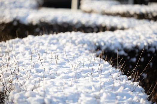 Curved like a dragonfly urban hedge all covered with fresh cold snow. Tiny shrub branches covered in flakes of white snow.