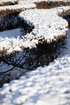 Curved like a dragonfly urban hedge all covered with fresh cold snow. Tiny shrub branches covered in flakes of white snow.