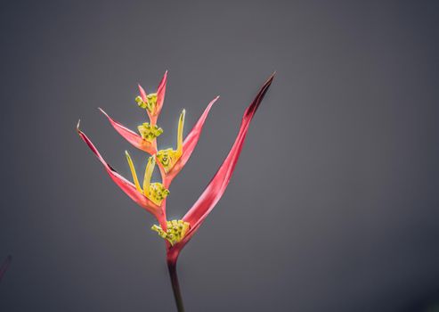 Real beauty nature. Strelitzia, bird of paradise, crane lily plant. Red pink blossom tropical exotic unic flower narrow petal yellow bloom. Light gray background. Copy space. Botanic floral design.