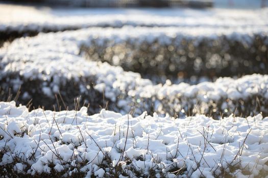 Close up shot of snow lying on the dense branches of an urban hedge. Fine branches of shrubs covered with flakes of white snow.