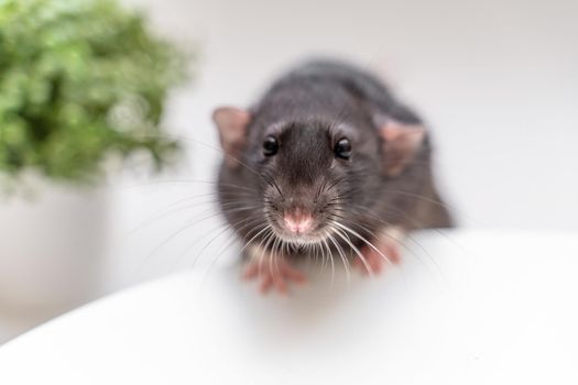 Domestic black dumbo rat sits and eats food on a spruce background. The concept of pets
