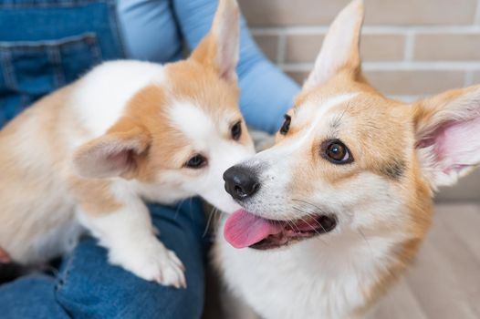 The owner holds a pembroke corgi mom and a puppy against the backdrop of a brick wall. Dog family