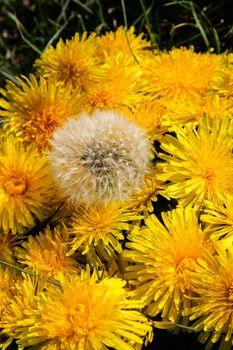 White dandelion lying among yellow dandelions.