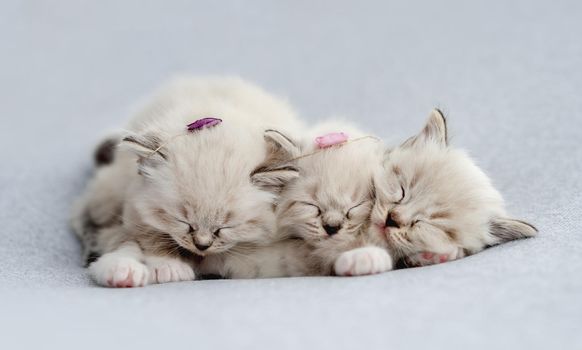 Three sweet little fluffy ragdoll kittens with flower decoration on their heads sleeping together on light blue fabric during newborn style photoshoot in studio. Cute napping kitty cats portrait