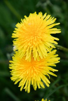 Two flowering dandelions on a background of green grass top view.