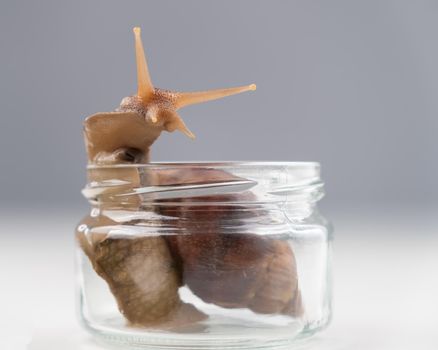 Close-up of a snail crawling on an empty glass jar on a white background. The use of shellfish in cosmetology