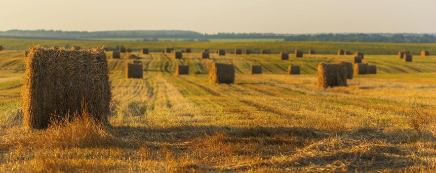 rick field in golden sunset light atmosferic panoramic shot with selective focus