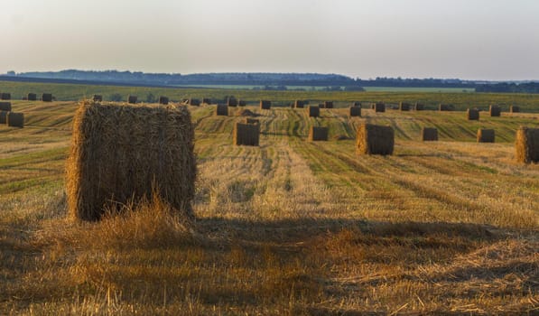 Summer field with straw mows at dayligevening light selective focus shot